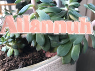 Peachy Keen: 'Atlannuh' Acrylic Key Chain - Southern Style in Every Step